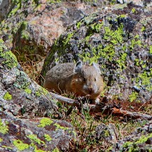 Little mouse in the rocks of Mount Yale